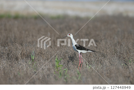 black-winged stilt (Himantopus himantopus) black-winged stilt (Himantopus himantopus) 127448949