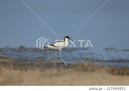 pied avocet (Recurvirostra avosetta) 127448951