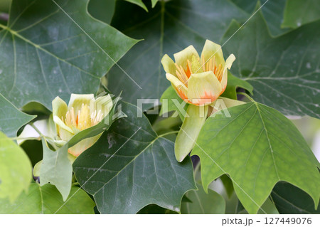 Unusual flowers of Liriodendron tulipifera or the tulip tree Unusual flowers of Liriodendron tulipifera or the tulip tree 127449076