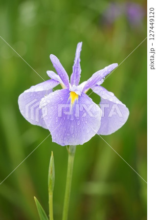 雨に濡れる美しい花菖蒲　薄紫　 127449120