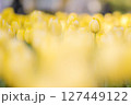 黄色いチューリップ 127449122