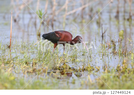 glossy ibis (Plegadis falcinellus) 127449124