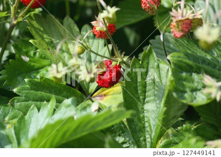 Always-spawning Alpine strawberries Fragaria vesca in the garden. Always-spawning Alpine strawberries Fragaria vesca in the garden. 127449141