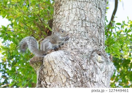 木の上で木の実を食べるトウブハイイロリス 127449461
