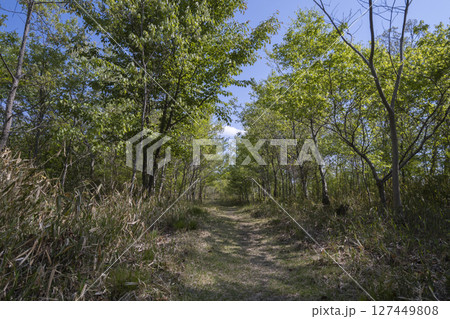 晴れた日の新緑の山道 127449808