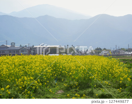 春の立山連峰と農家の満開の菜の花の風景 春の立山連峰と農家の満開の菜の花の風景 127449877