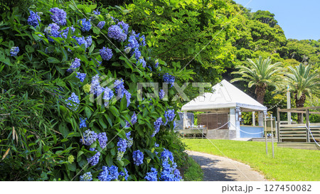 東京湾の観音崎公園 東京湾の観音崎公園 127450082