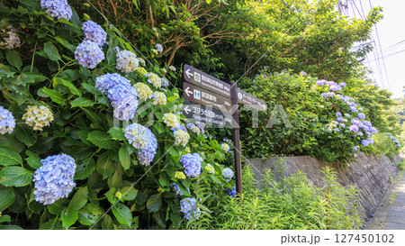 東京湾の観音崎公園 東京湾の観音崎公園 127450102