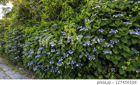 東京湾の観音崎公園 127450109