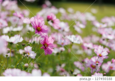 可憐なコスモス 127450188