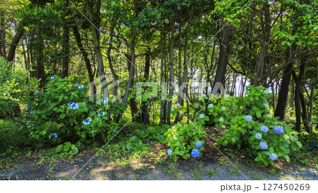葉山しおさい公園の梅雨 127450269