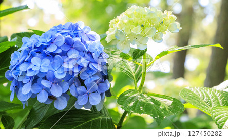 葉山しおさい公園の梅雨 葉山しおさい公園の梅雨 127450282