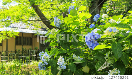 葉山しおさい公園の梅雨 葉山しおさい公園の梅雨 127450291
