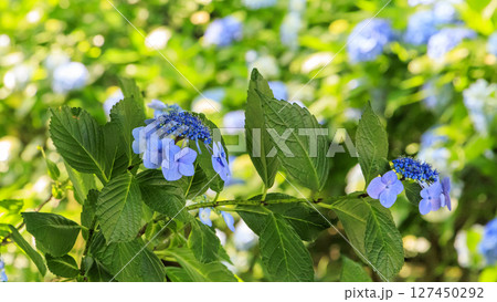 葉山しおさい公園の梅雨 葉山しおさい公園の梅雨 127450292