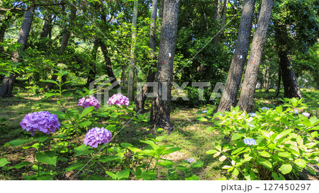 葉山しおさい公園の梅雨 葉山しおさい公園の梅雨 127450297