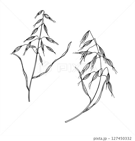 Monochrome vector illustration of wild oat painted by black inks. Meadow or field avena fatua branches etching drawing for agricultural design, botanical guide, eco friendly packaging, greeting card. 127450332
