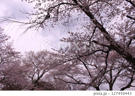 吉野山で見上げた桜 127450443