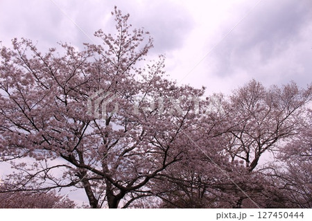 満開の桜と吉野山 127450444