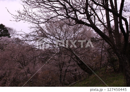桜のある吉野山の風景 桜のある吉野山の風景 127450445