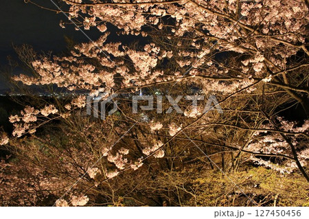 照らされた夜桜 127450456