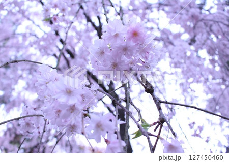 桜の花びら 127450460