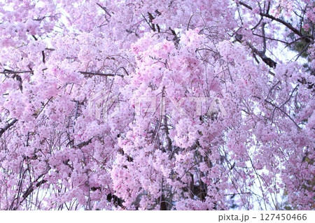 満開になった桜 127450466