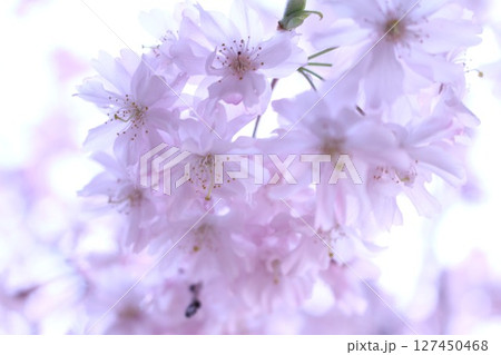透明感のある白い桜 透明感のある白い桜 127450468