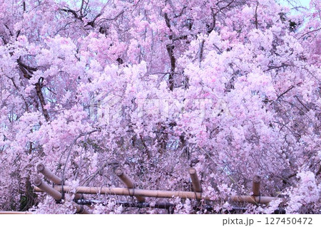 満開になった桜 127450472
