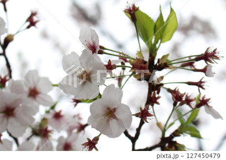 桜の花のある風景 桜の花のある風景 127450479