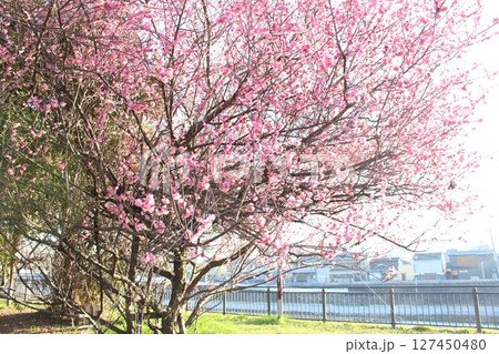 桜の花が咲く 桜の花が咲く 127450480
