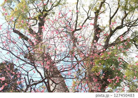 青空に映える梅 青空に映える梅 127450483