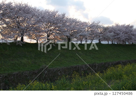 桜咲く 127450486