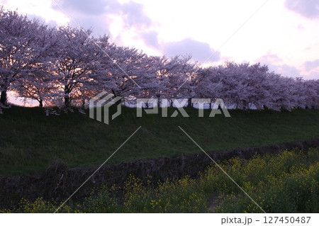 桜のある風景 127450487