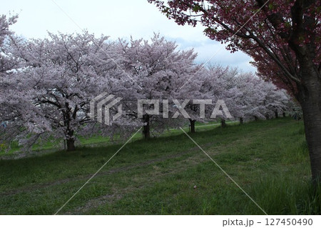 桜のある風景 127450490