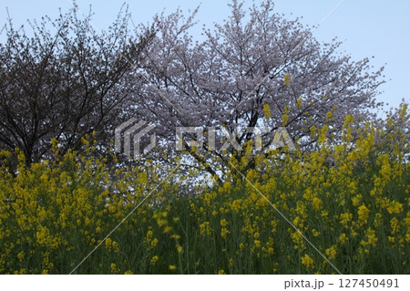 菜の花と桜のある風景 127450491