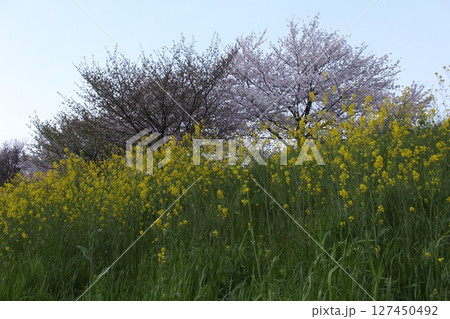 菜の花と桜のある風景 菜の花と桜のある風景 127450492
