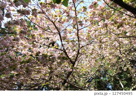 桜の花が咲いた 桜の花が咲いた 127450495