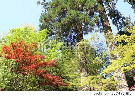 紅葉に彩られた風景 127450496