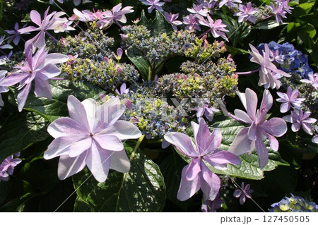 薄紫色の花を咲かせた紫陽花 127450505