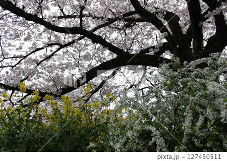 桜と菜の花が咲き乱れる春の風景 127450511