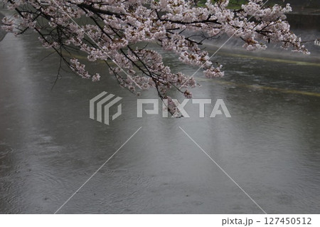 桜の花びらと川 127450512