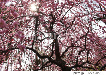 梅の花の中で輝く太陽 梅の花の中で輝く太陽 127450530
