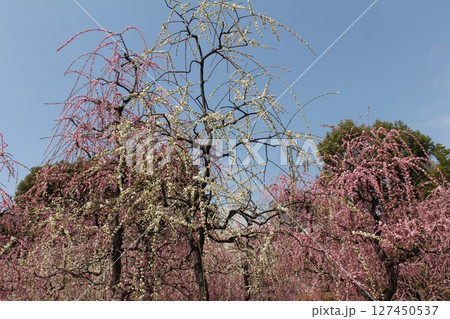 青空に映えるピンクの枝垂れ梅 127450537