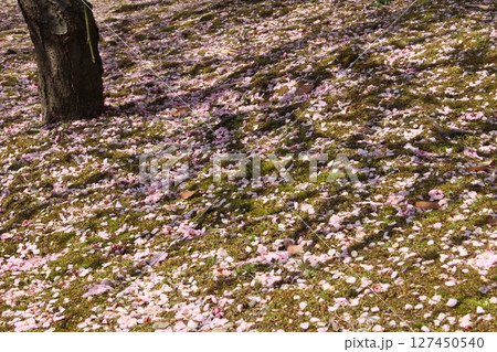 地面に落ちた梅の花びら 127450540