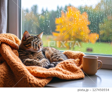 窓際で眠る猫 127450554