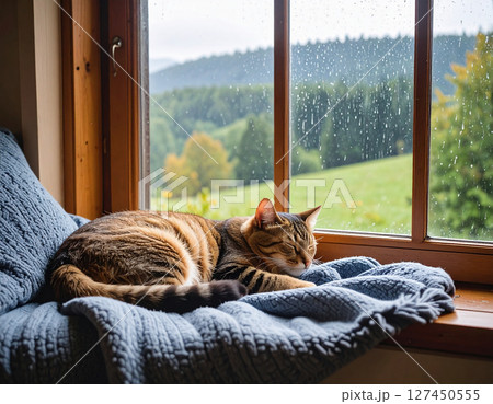 窓辺で眠る猫 127450555
