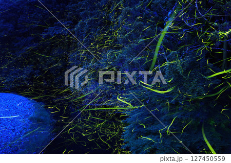 川面を飛び交う蛍 127450559