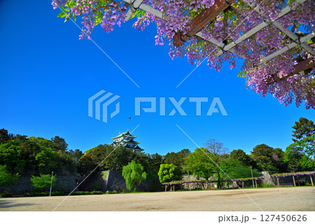 《愛知県》名古屋市名城公園　藤の回廊と名古屋城 127450626