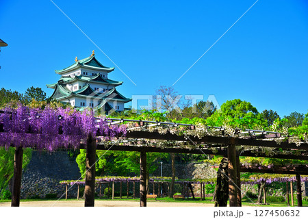 《愛知県》名古屋市名城公園 藤の回廊と名古屋城 《愛知県》名古屋市名城公園 藤の回廊と名古屋城 127450632
