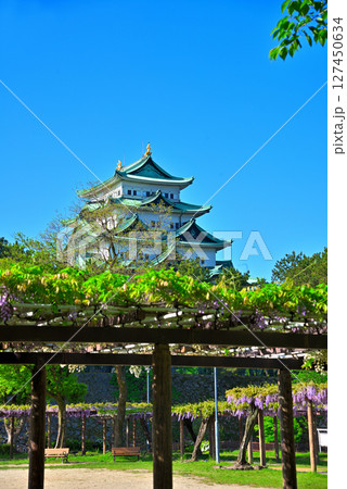 《愛知県》名古屋市名城公園　藤の回廊と名古屋城 127450634